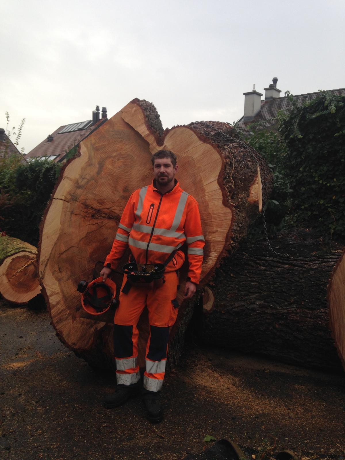 Abattage d'arbre de gros diamètre dans le Jura — SAS POLYVIER